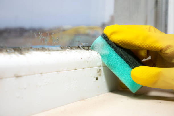 Best Bathroom Mold Remediation in USA